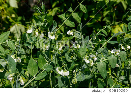 Blooming green pea plants in the vegetable garden 99610290