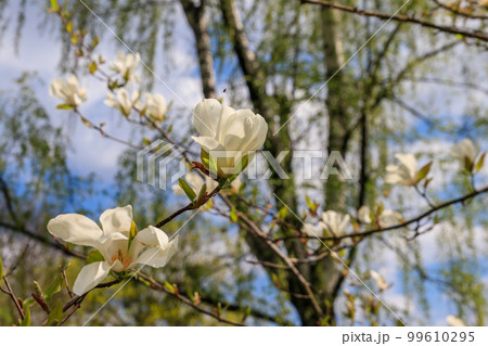 White flowers of Kobushi magnolia (Magnolia kobus) in a garden 99610295