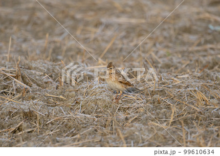 冬の農耕地、冠羽を立てて囀るヒバリ01 99610634