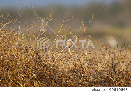 冬の農耕地、枝に止まって囀るホオジロ03 冬の農耕地、枝に止まって囀るホオジロ03 99610643