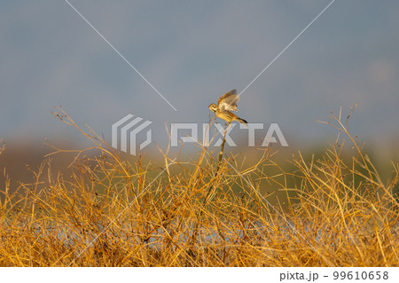 冬の農耕地、飛び出すホオアカ01 99610658