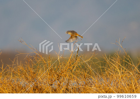 冬の農耕地、飛び出すホオアカ02 99610659