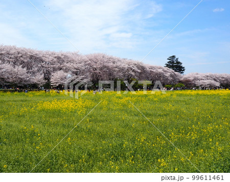 日本の春　桜と菜の花畑 99611461