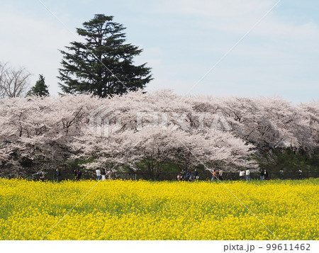 日本の春 桜と菜の花畑 日本の春 桜と菜の花畑 99611462