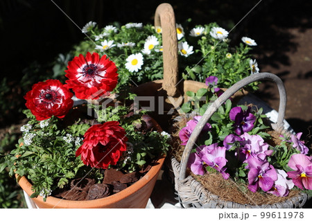 花の寄せ植え＆花の寄せ鉢 99611978