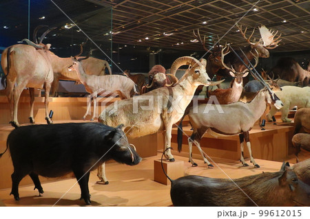 国立科学博物館 地球館の展示 国立科学博物館 地球館の展示 99612015