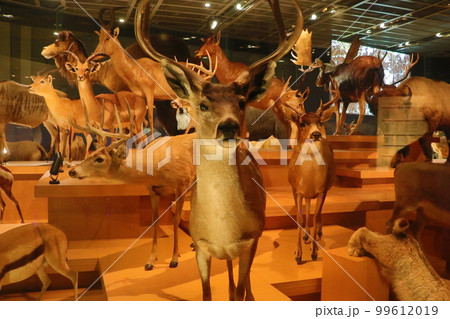 国立科学博物館 地球館の展示 国立科学博物館 地球館の展示 99612019