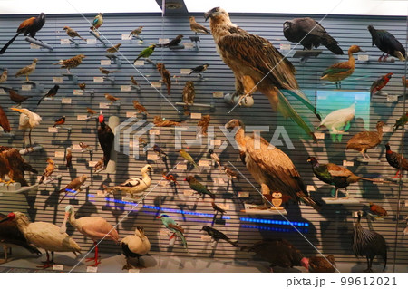 国立科学博物館 地球館の展示 国立科学博物館 地球館の展示 99612021