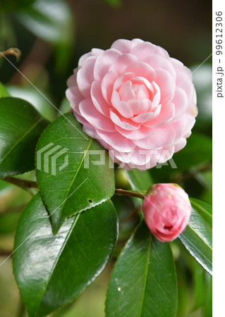 冬の花 椿 冬の花 椿 99612306