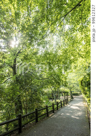 公園の道　新緑の季節（打吹公園） 99612327