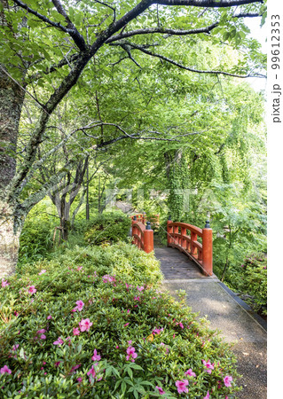 公園の道　新緑の季節（打吹公園） 99612353