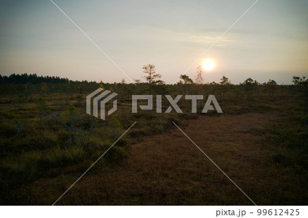 A drone photo of expansive summer swamps with winding streams, tall reeds and grasses, and green and brown wetlands. Capturing the nature scenery of this remote and unspoiled wilderness 99612425