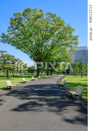 芝生広場の遊歩道とベンチ（皇居外苑） 99612515