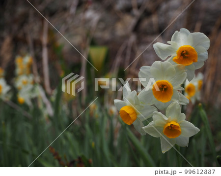 スイセン 99612887