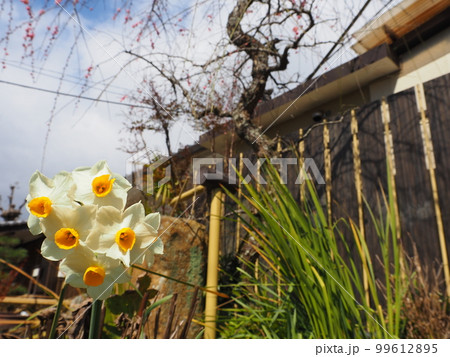 スイセン スイセン 99612895