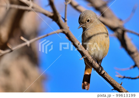 Daurian Redstart/ジョウビタキ雌 Daurian Redstart/ジョウビタキ雌 99613199