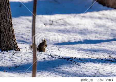 【動物素材】野生のニホンリス【長野県】 99613403