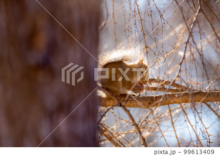 【動物素材】野生のニホンリス【長野県】 99613409