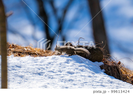 【動物素材】野生のニホンリス【長野県】 99613424