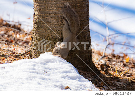 【動物素材】野生のニホンリス【長野県】 【動物素材】野生のニホンリス【長野県】 99613437