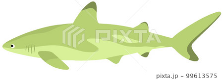 ツマグロ 99613575