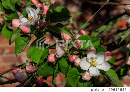 White blossom of apple tree at spring White blossom of apple tree at spring 99613635