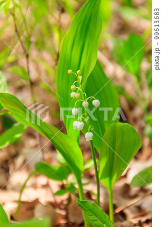 Lily of the valley (Convallaria majalis) white flowers in forest at spring Lily of the valley (Convallaria majalis) white flowers in forest at spring 99613683