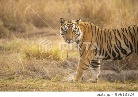 wild bengal male tiger or panthera tigris tigris standing with full face and eye contact in evening safari bandhavgarh national park forest tiger reserve umaria madhya pradesh india asia 99613824