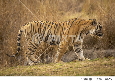 wild male bengal tiger or panthera tigris tigris side profile or closeup view to identify or match stripes pattern of an individual tiger at bandhavgarh national park forest madhya pradesh india asia wild male bengal tiger or panthera tigris tigris side profile or closeup view to identify or match stripes pattern of an individual tiger at bandhavgarh national park forest madhya pradesh india asia 99613825