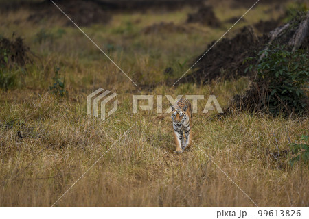 wild bengal female tiger or panthera tigris tigris moving or walking head on in morning safari at grassland landscape or field at kanha national park forest tiger reserve Khatia madhya pradesh india wild bengal female tiger or panthera tigris tigris moving or walking head on in morning safari at grassland landscape or field at kanha national park forest tiger reserve Khatia madhya pradesh india 99613826