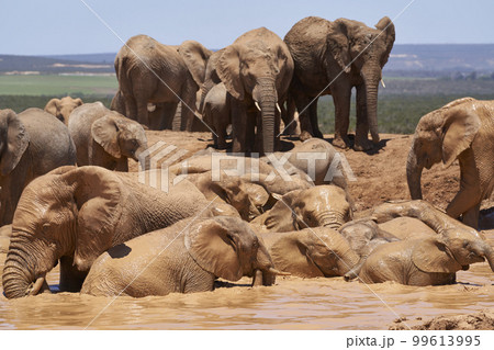 Elephants bathing 99613995