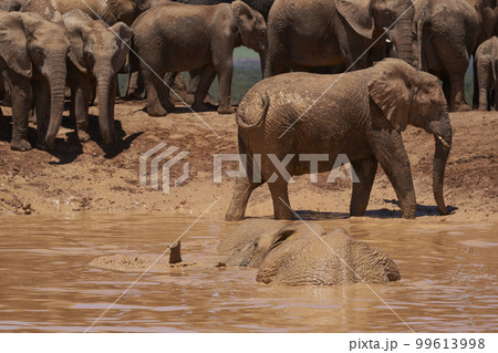 Elephants bathing 99613998