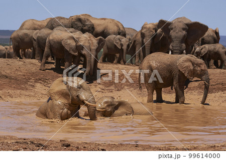 Elephants bathing 99614000