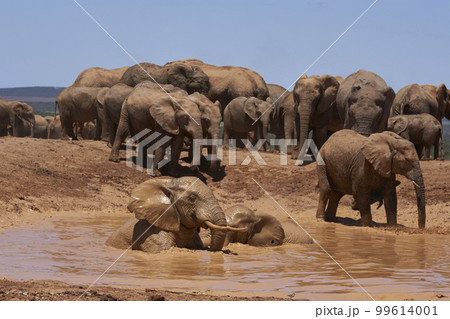 Elephants bathing 99614001