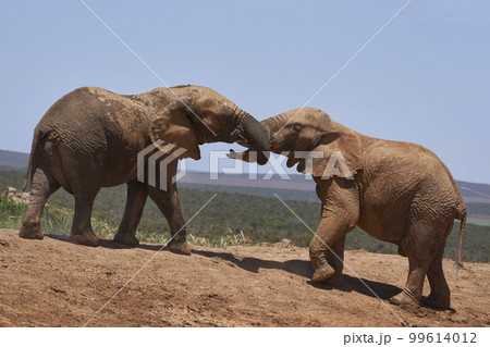 African elephants trunks intertwined 99614012