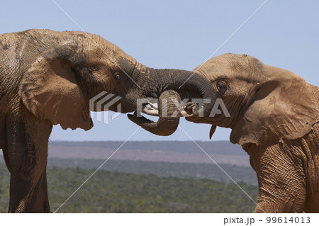 African elephants trunks intertwined African elephants trunks intertwined 99614013