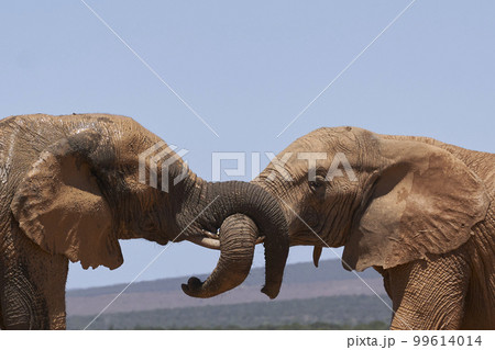 African elephants trunks intertwined 99614014