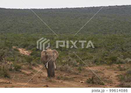 Male African elephant Male African elephant 99614086