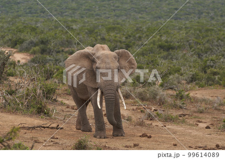 Male African elephant Male African elephant 99614089