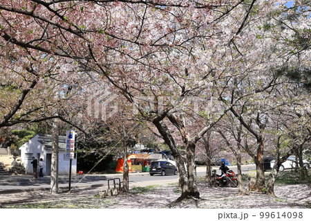 【香川県】 桜咲く春の「名勝 琴弾公園」(銭形砂絵) 【香川県】 桜咲く春の「名勝 琴弾公園」(銭形砂絵) 99614098