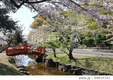 【香川県】 桜咲く春の「名勝 琴弾公園」（銭形砂絵）  99614101