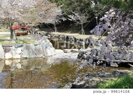 【香川県】 桜咲く春の「名勝 琴弾公園」（銭形砂絵）  99614108