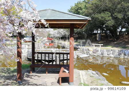【香川県】 桜咲く春の「名勝 琴弾公園」（銭形砂絵）  99614109
