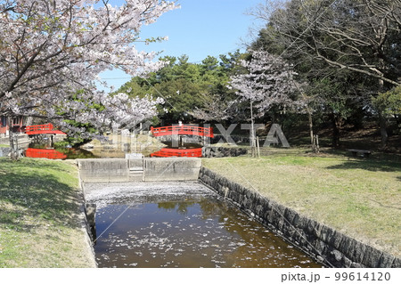 【香川県】 桜咲く春の「名勝 琴弾公園」（銭形砂絵）  99614120
