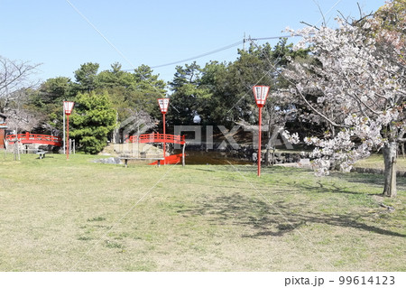 【香川県】 桜咲く春の「名勝 琴弾公園」（銭形砂絵）  99614123