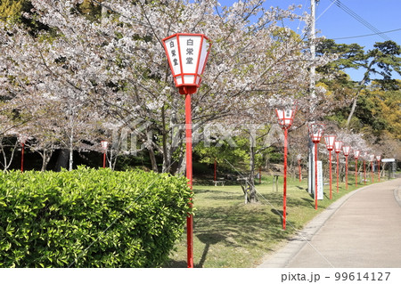 【香川県】 桜咲く春の「名勝 琴弾公園」(銭形砂絵) 【香川県】 桜咲く春の「名勝 琴弾公園」(銭形砂絵) 99614127