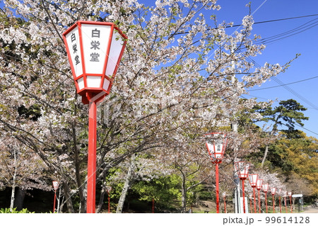 【香川県】 桜咲く春の「名勝 琴弾公園」（銭形砂絵）  99614128