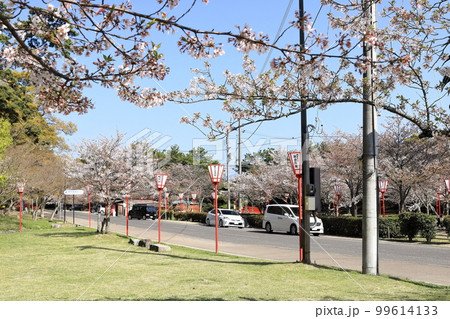 【香川県】 桜咲く春の「名勝 琴弾公園」（銭形砂絵）  99614133