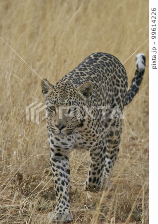 Leopard hunting Leopard hunting 99614226