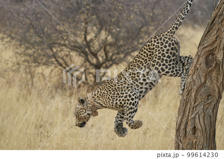 Leopard hunting 99614230